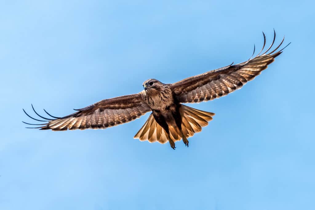 Upland poiana in volo.