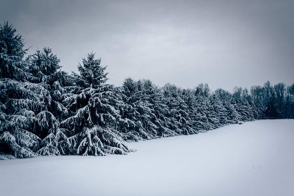 Neve nel Maryland