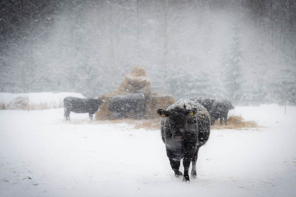 Mucca nella tempesta di neve
