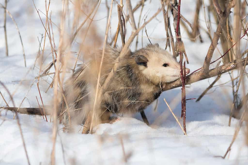 Opossum nella neve