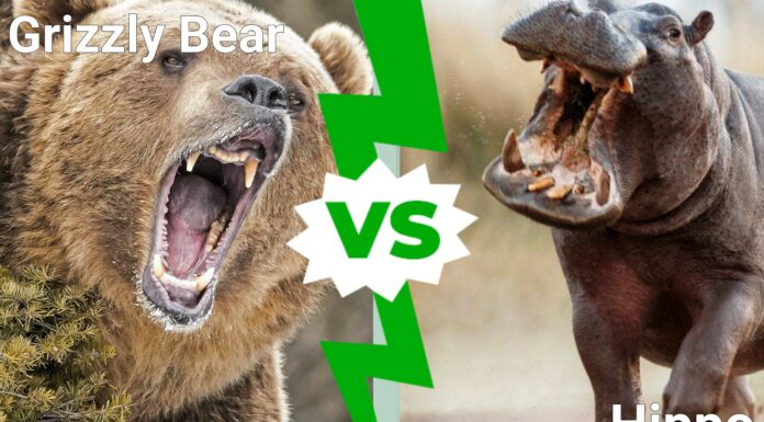 Orso grizzly contro ippopotamo: quale bestia potente vince in un combattimento?
