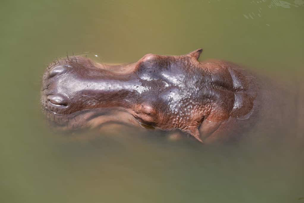 Primo piano testa ippopotamo nel fiume