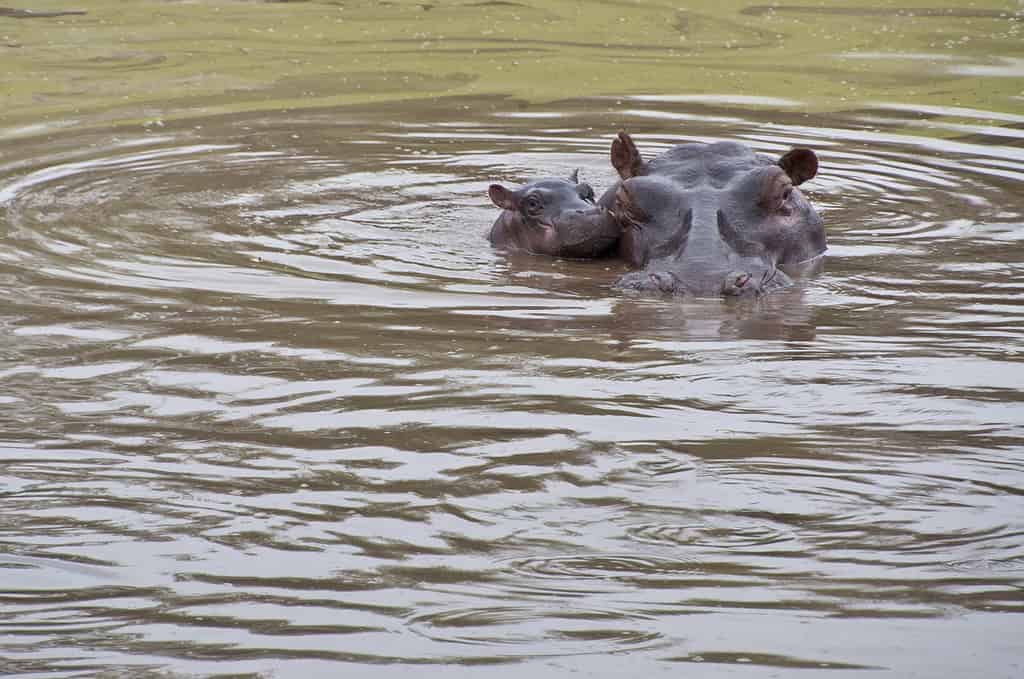 Vitello e madre selvaggi dell'ippopotamo del neonato in Africa