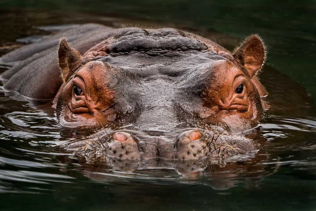 Ritratto frontale di ippopotamo parzialmente sommerso sott'acqua