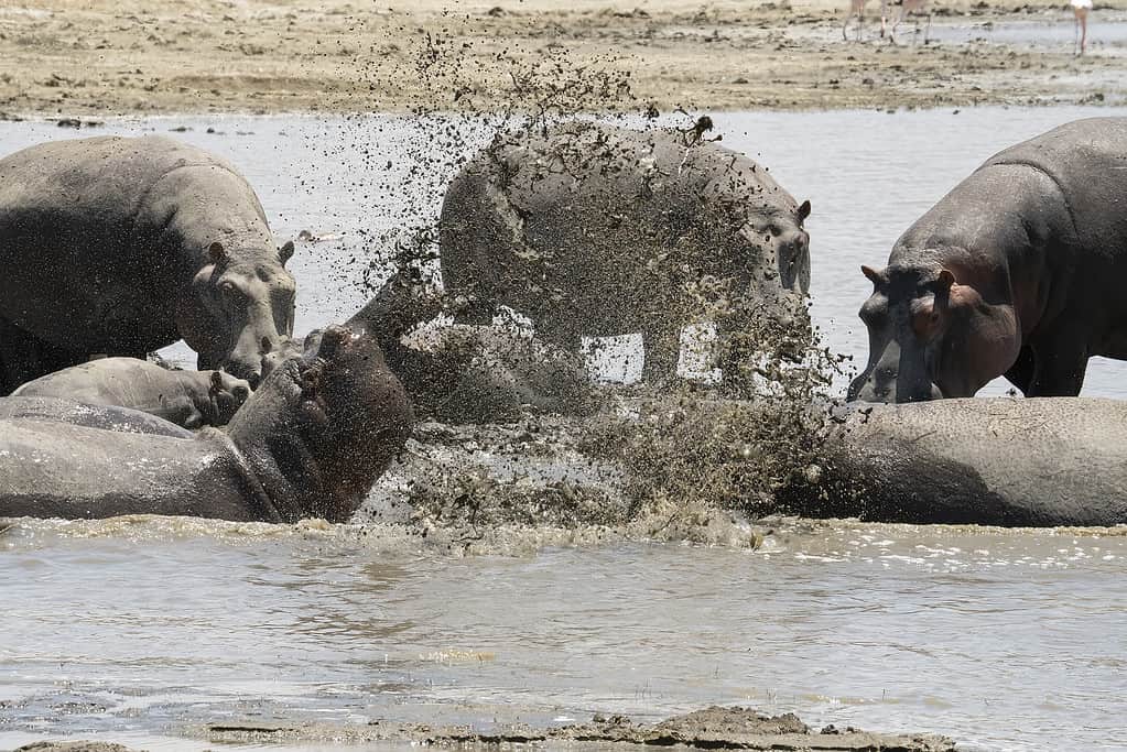 Due ippopotami che combattono e spruzzano acqua fangosa tutt'intorno, nel lago Magadi, Tanzania.