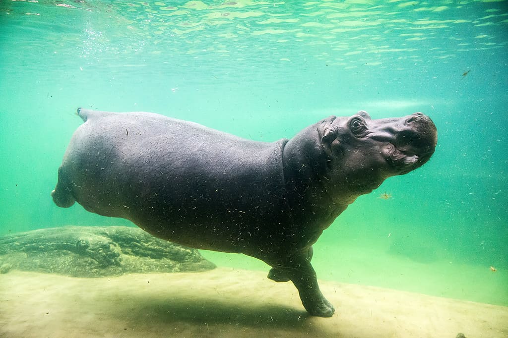 Simpatico ippopotamo nuota sott'acqua in uno zoo.  Breslavia, Polonia.  Uno dei più grandi zoo d'Europa