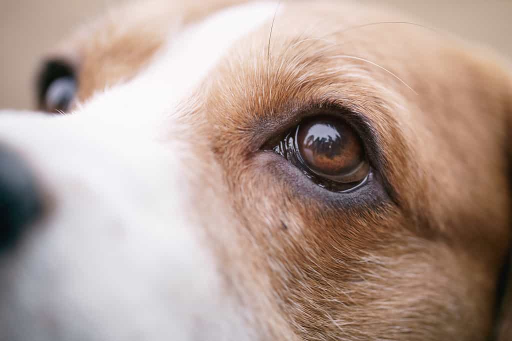 ritratto del primo piano del cane beagle tricolore, messa a fuoco sull'occhio