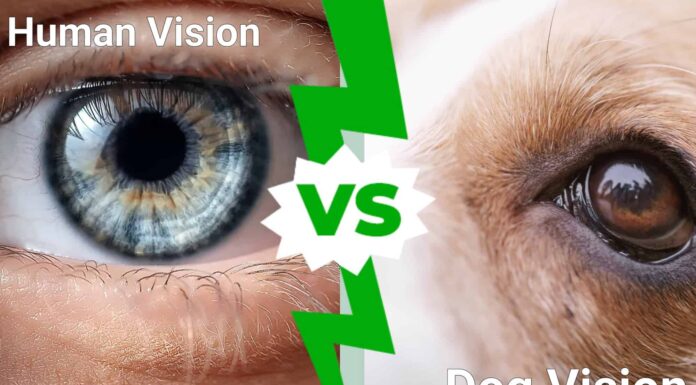 Visione del cane contro visione umana: chi può vedere meglio?
