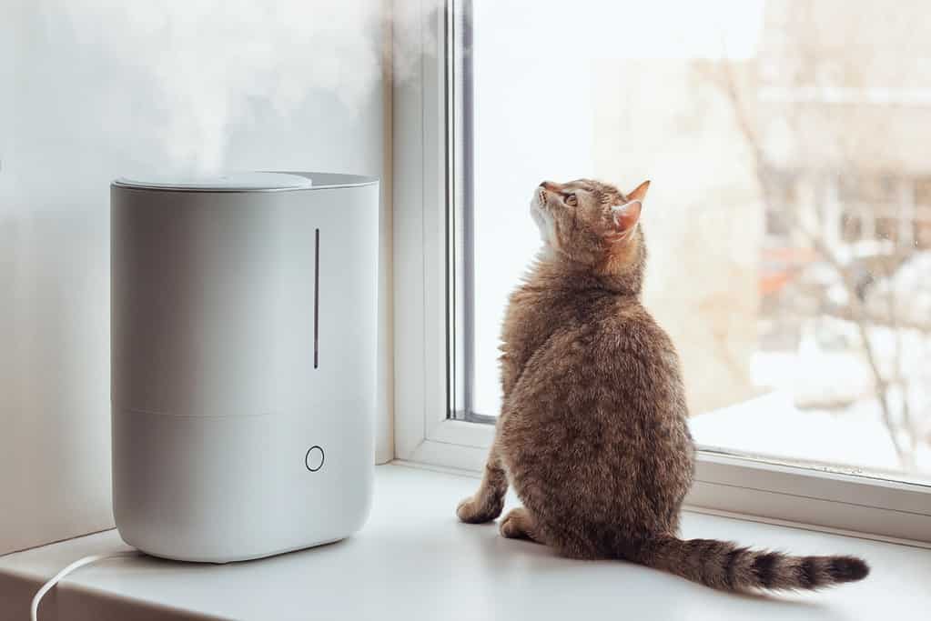 Un giovane gatto soriano è seduto sul davanzale della finestra e guarda il vapore che esce dall'umidificatore d'aria bianco.  Dispositivo di pulizia per aria fresca e vita sana