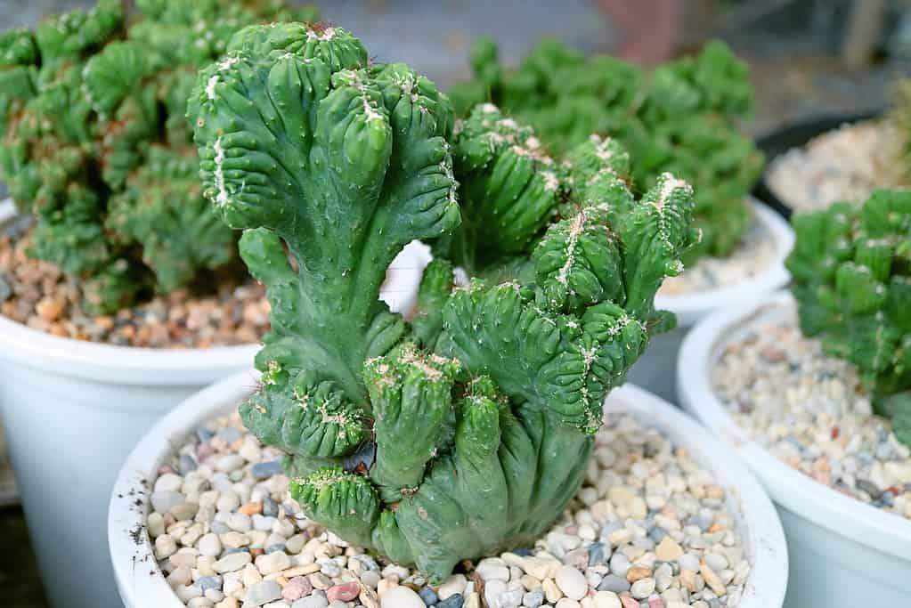 Primo piano di un fantastico Myrtillocactus Geometrizans in vaso F. Cristata o cactus crestato a candela blu