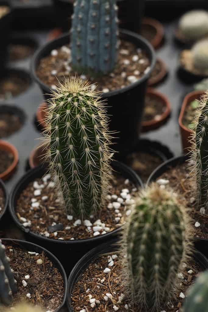 Cipocereus bradei cactus propagato in vaso in un negozio di piante