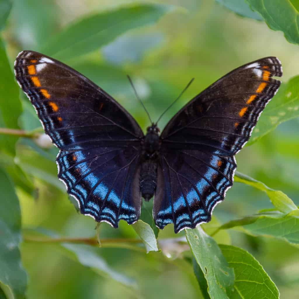 La farfalla viola a macchie rosse su una foglia si trova in Florida
