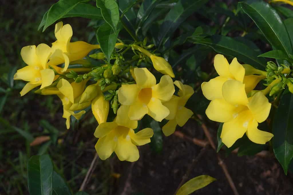 caroline jessamine è un fiore giallo che cresce in giardino.  Questa pianta funziona come pianta ornamentale.