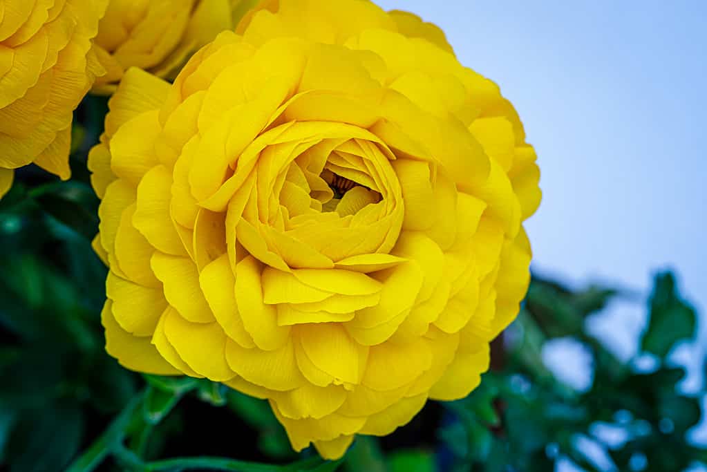 Ranunculus asiaticus o ranuncolo persiano fiore color oro, primo piano macro.  Bellissimo sfondo di fiori gialli di Pasqua.  Colore giallo alla moda
