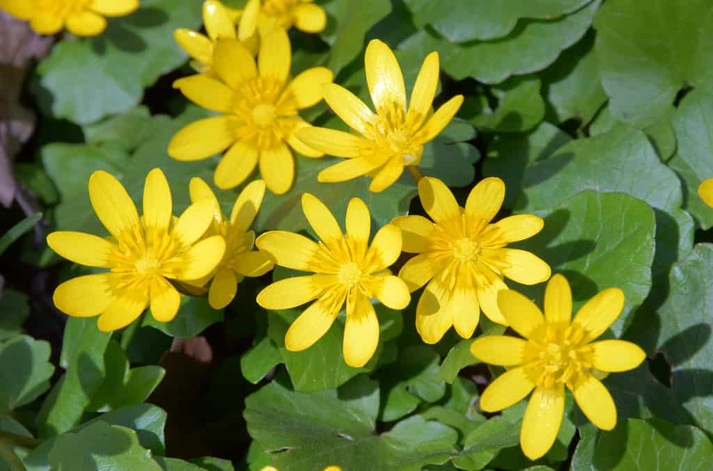 Corolle giallo brillante di celidonia minore appaiono piacevolmente nel bel bouquet.  La celidonia minore (Ficaria verna, famiglia dei ranuncoli) fiorisce magnificamente ad aprile