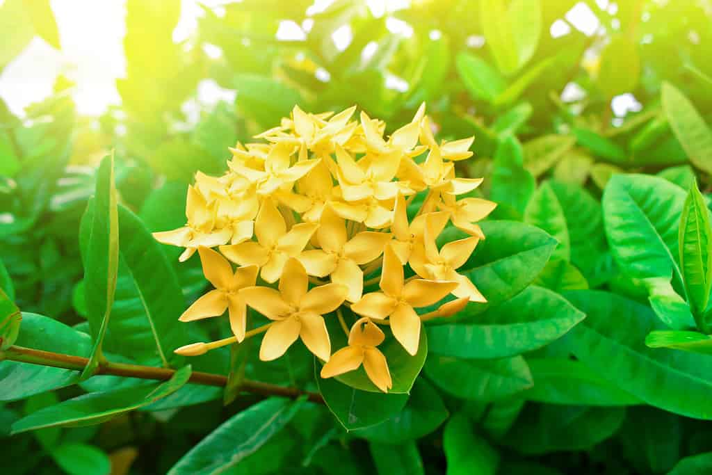Geranio giallo della giungla nel giardino con caldo sole al mattino.  Il nome scientifico è Ixora coccinea.  Pannocchia di fiamma gialla dei boschi tra foglie verdi nell'arbusto.  Fiore giallo Ixora di Maui.
