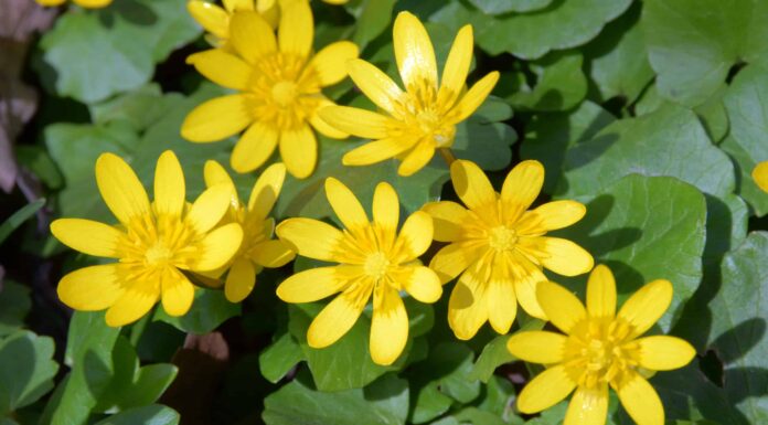 Scopri 10 bellissimi fiori primaverili gialli
