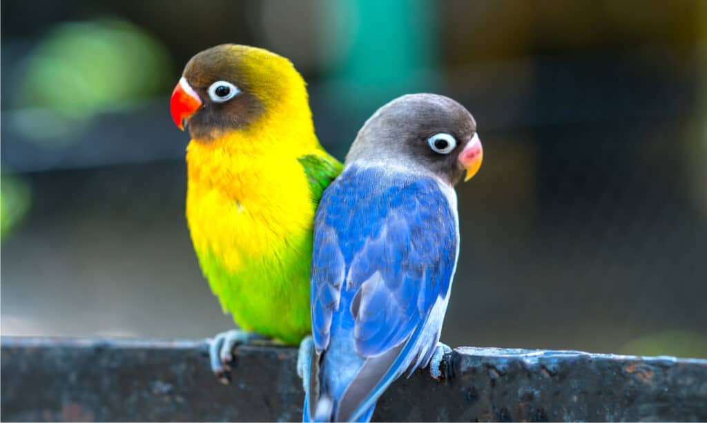 Due piccioncini seduti insieme su una recinzione.