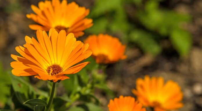 Scopri 8 fantastici fiori primaverili arancioni
