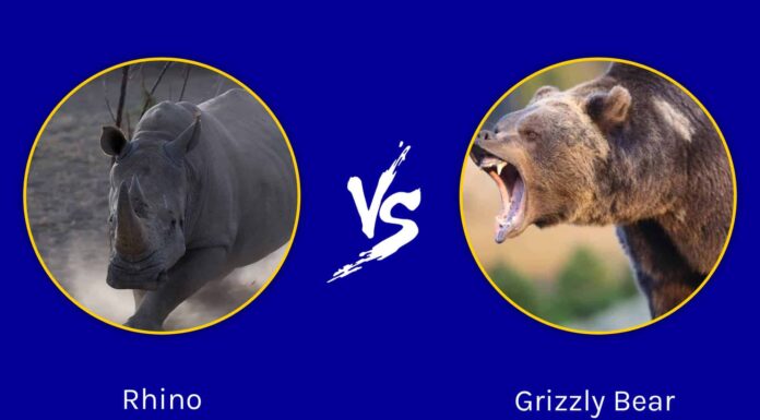 Orso grizzly contro rinoceronte: quale bestia potente vince in un combattimento?
