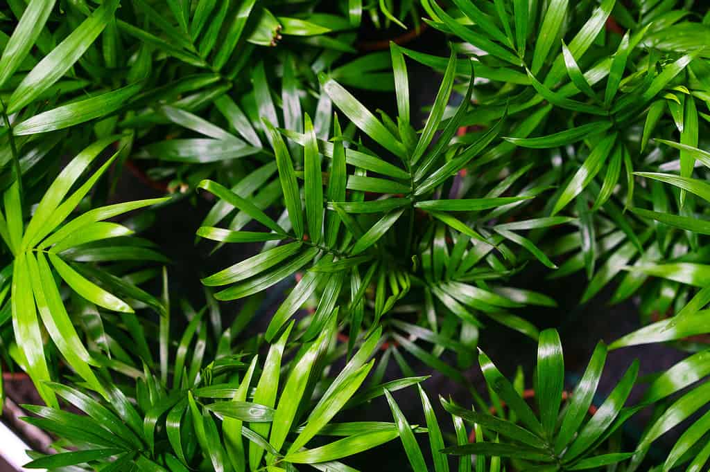 Primo piano sulle foglie di una palma di bambù (chamaedorea seifrizii) di piante da interno, foglie verdi di palme da interno.  Sfondo di foglie verdi naturali