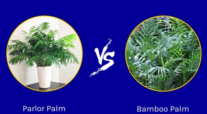 Palma da salotto vs. Palma di bambù: qual è quella giusta per il tuo spazio?
