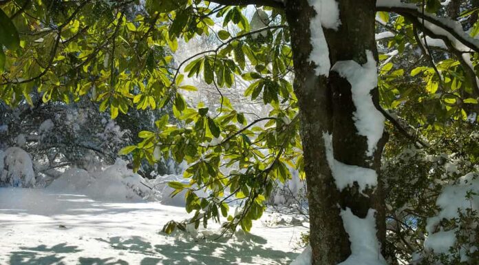 Snow in Virginia