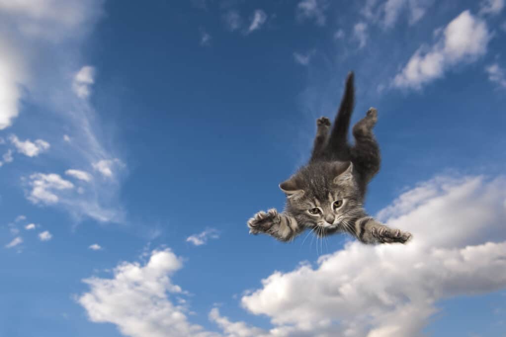 Il giovane gatto del gattino salta attraverso l'aria
