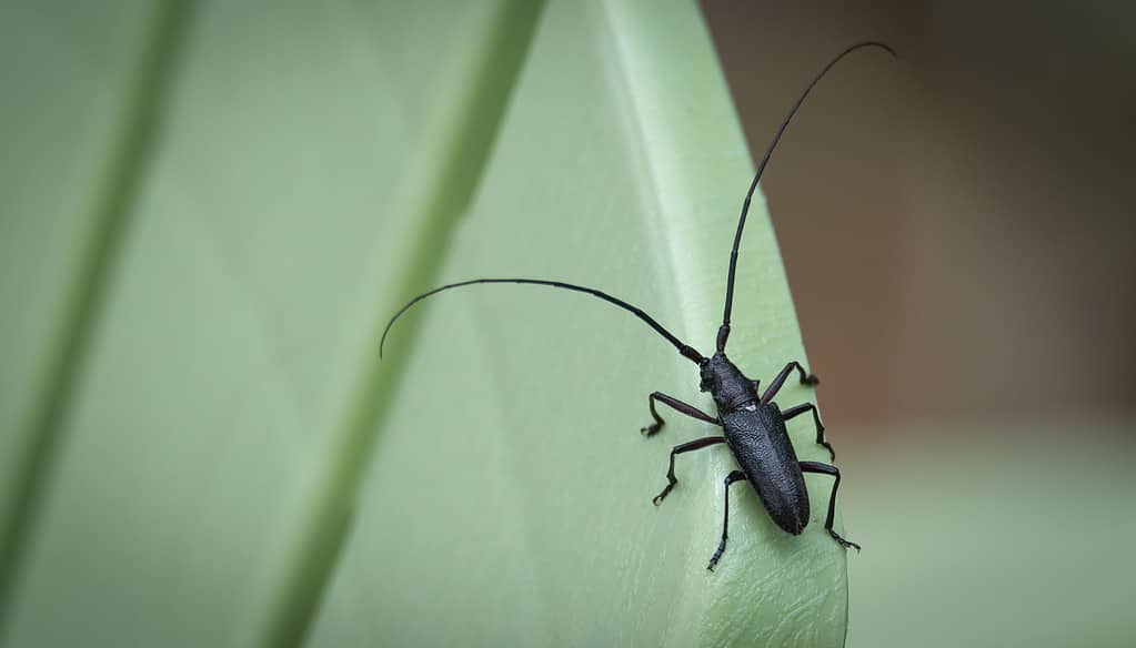 Pine Sawyer Beetle - Tipi di coleotteri neri