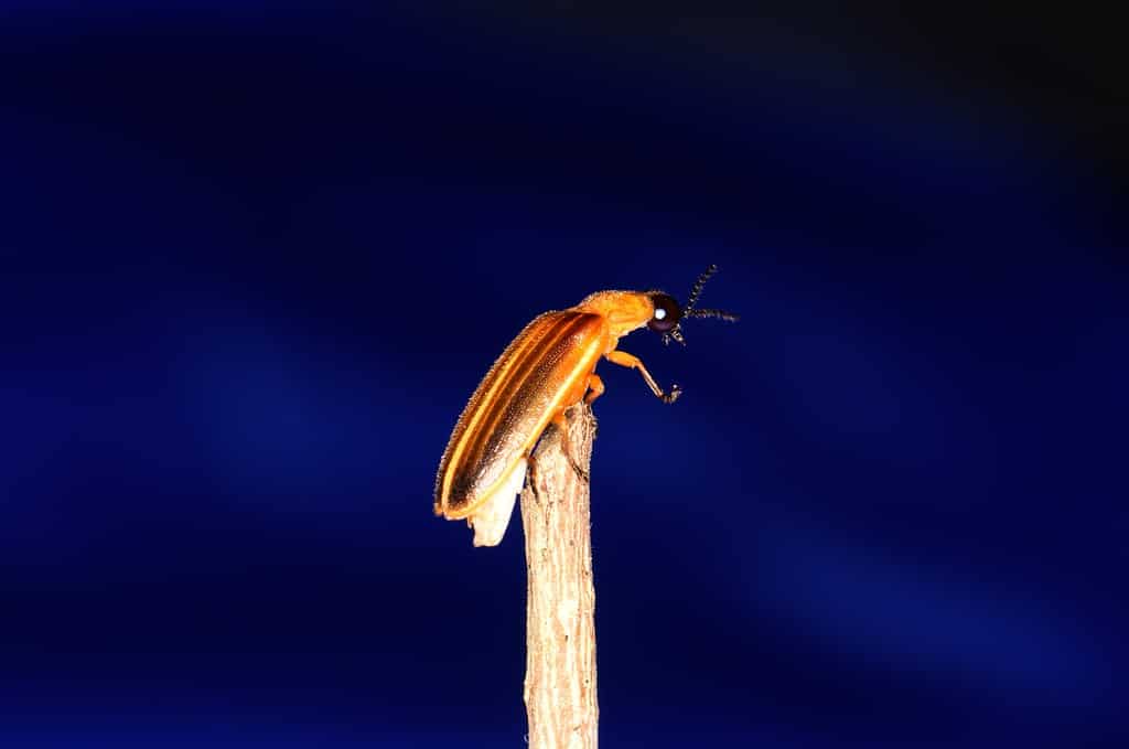 Photuris pennsylvanicus è comunemente noto come lucciola della Pennsylvania