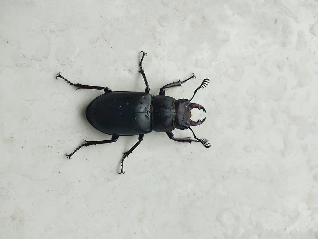 Antelope Beetle, o Dorcus parallelis - Tipi di coleotteri neri