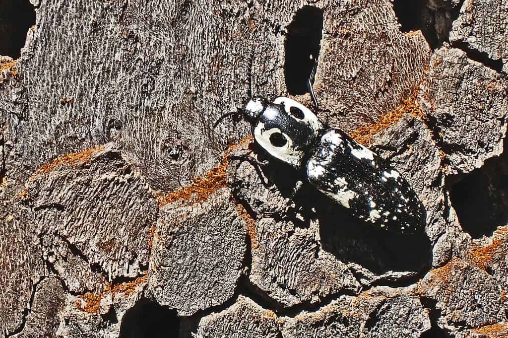 Scarabeo Click dagli occhi sud-occidentali - Tipi di coleotteri neri