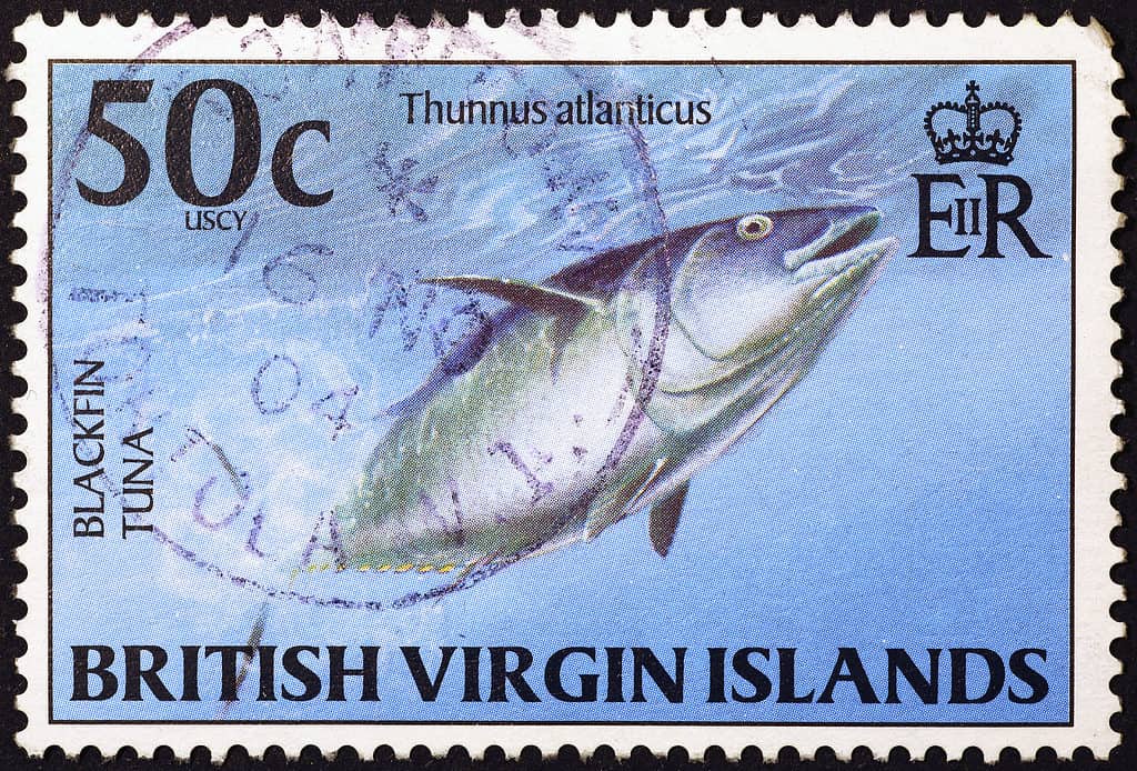 Tonno pinna nera su un francobollo delle Isole Vergini britanniche