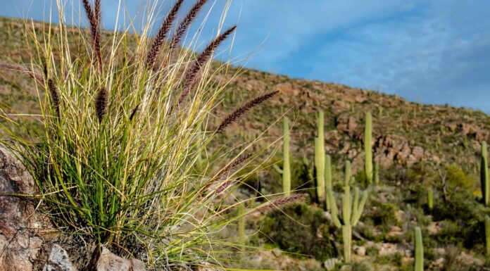 Scopri 13 specie invasive in Arizona
