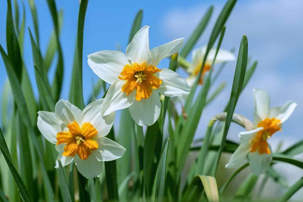 fiori e piante che rappresentano l'Ariete