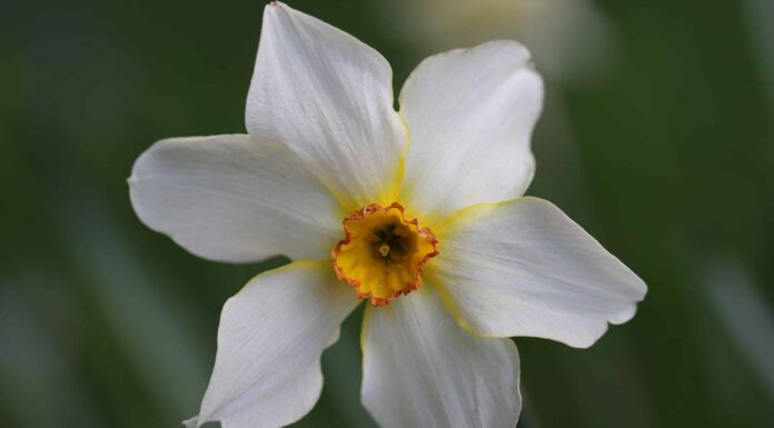 10 tipi di narcisi a coppa piccola
