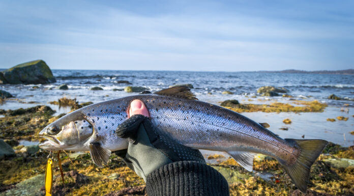 Trota di mare
