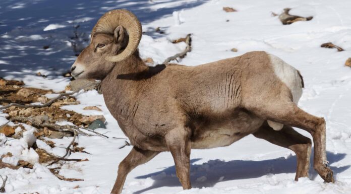 Scopri gli 8 animali ufficiali dello stato del Colorado
