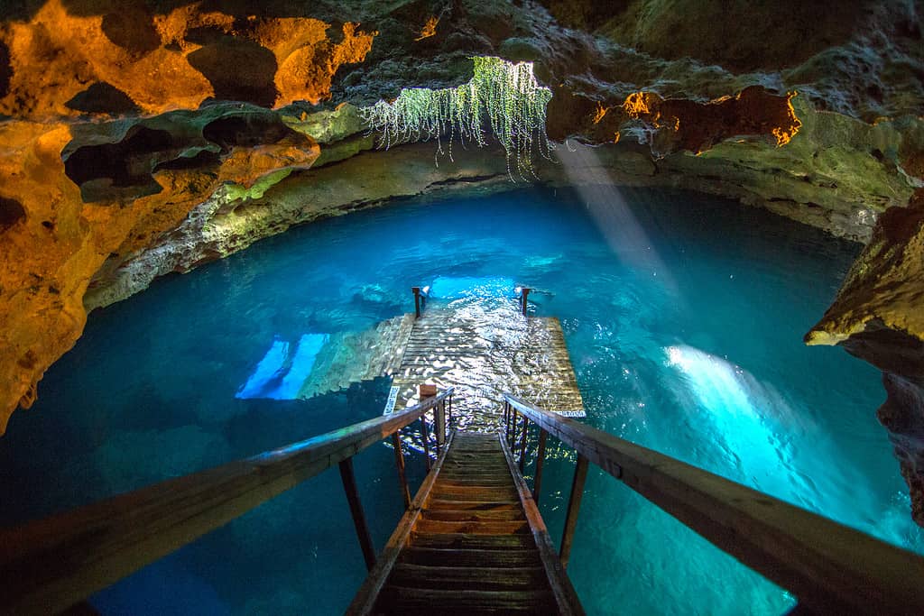 La tana del diavolo vicino a Williston, in Florida