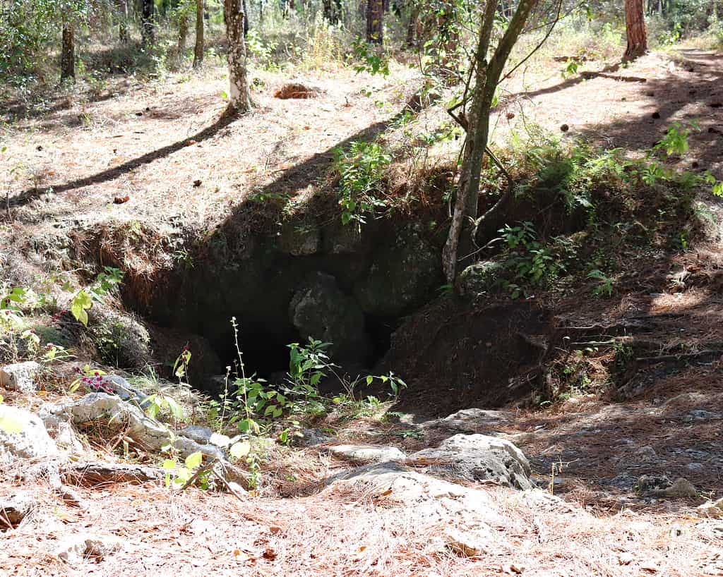 Dames Cave a Withlacoochee State Forest in Florida