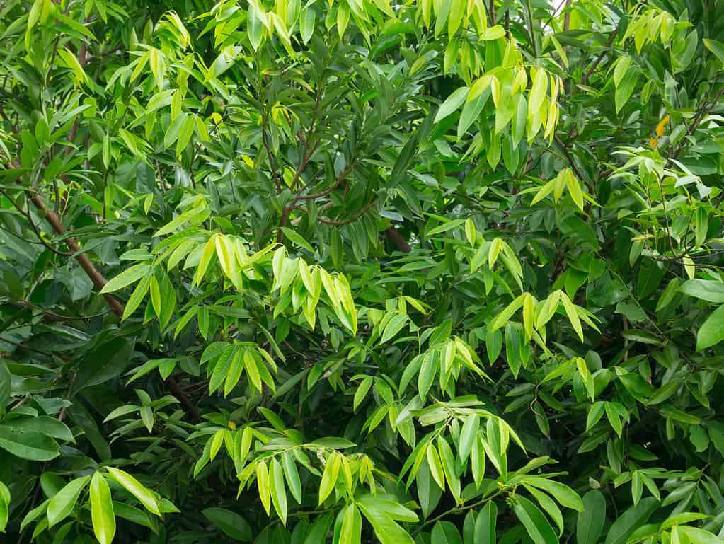 Melodorum fruticosum - Alberi originari della Thailandia