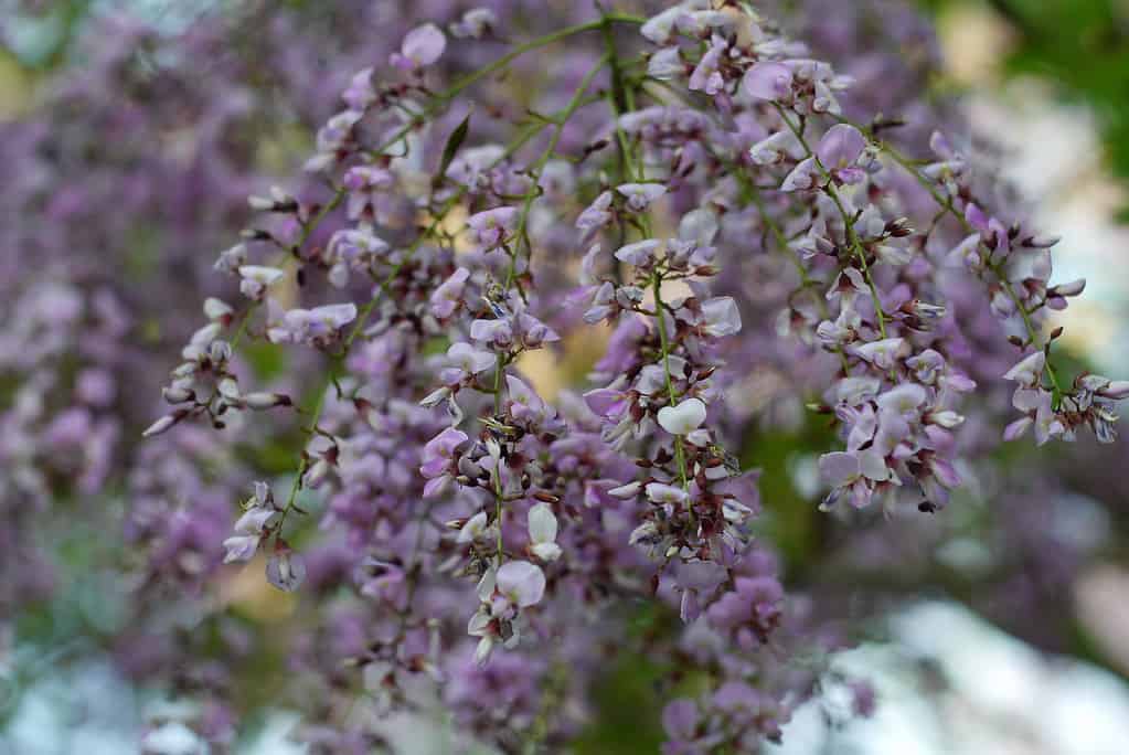 Fiore di Dalbergia oliveri Tree - Alberi originari della Thailandia