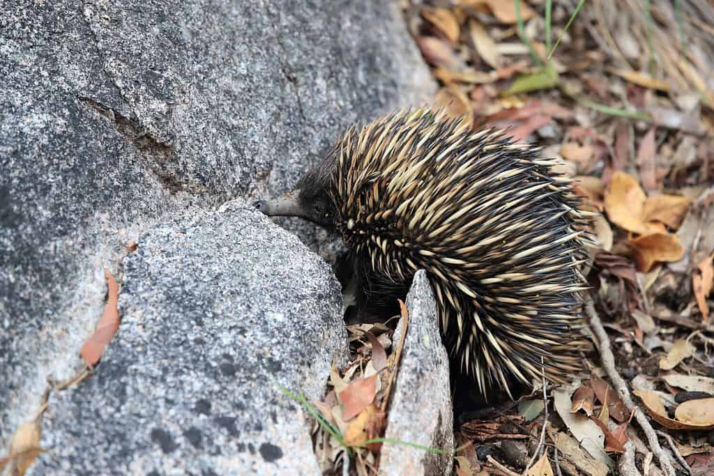 Echidna dal becco corto nella foresta alla ricerca di cibo su Magnetic Island, Queensland Australia