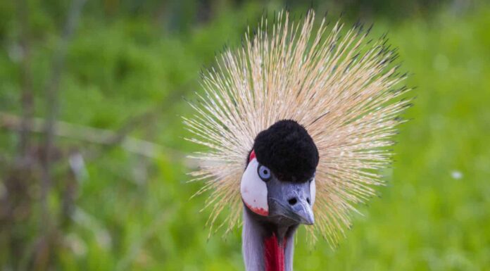 close up of an east african crowned crane with beautiful colors and spring green grass in the background