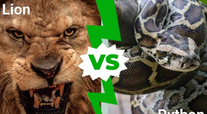 Battaglie epiche: pitone contro leone, chi vincerebbe?

