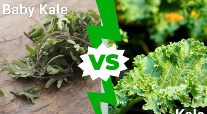 Baby Kale contro Kale: 6 differenze chiave
