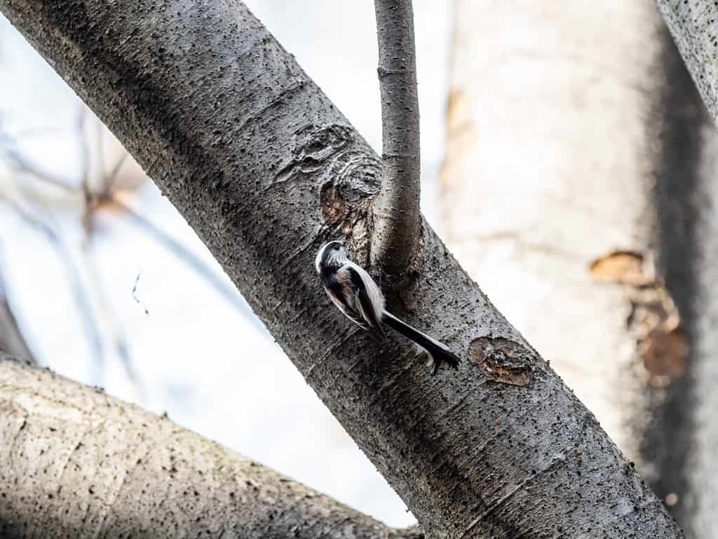 Un fuoco selettivo di un simpatico bushtit dalla coda lunga seduto su un albero