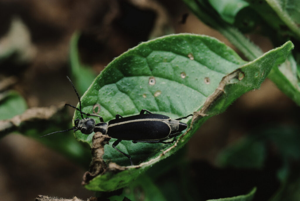 Blister Beetle Marginato