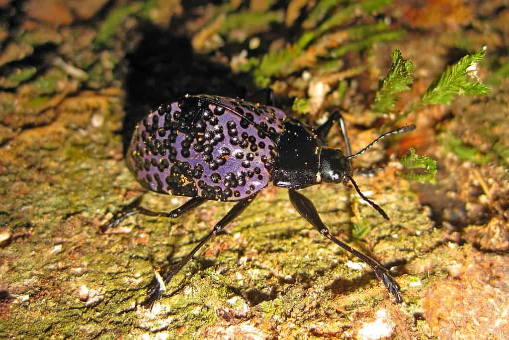 Piacevole Fungus Beetle - Viola