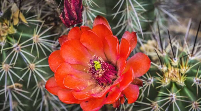 6 cactus da coltivare in Nevada
